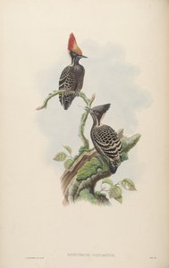 Hemicercnsコンクリート= Hemicircus凝縮[2] 作： John Gould